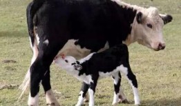 吃瓜的小牛犊,揭秘农村生活趣味瞬间