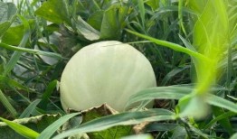 荣儿吃瓜,揭秘娱乐圈幕后故事