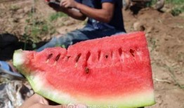 木木墩吃瓜,木木墩的瓜田奇遇记