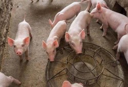 小猪不吃饲料只吃瓜,小猪弃食饲料偏爱瓜果的奇妙食趣